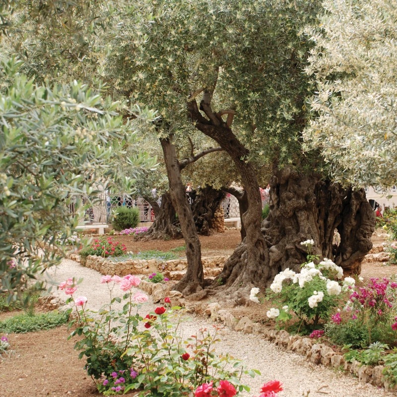 The Gardens of Gethsemane
