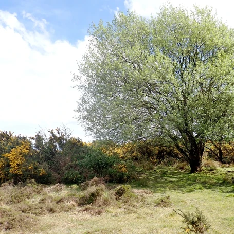 Little Nook, Ashdown Forest