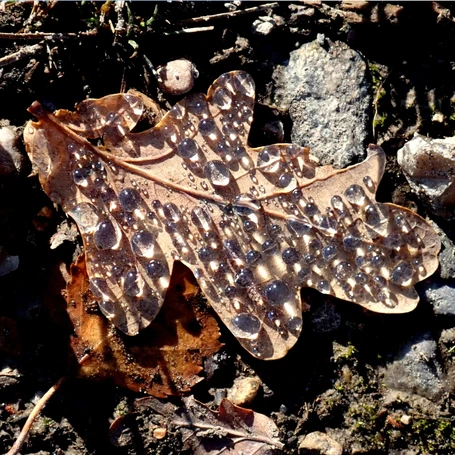 Jewels of light, Ashdown Forest