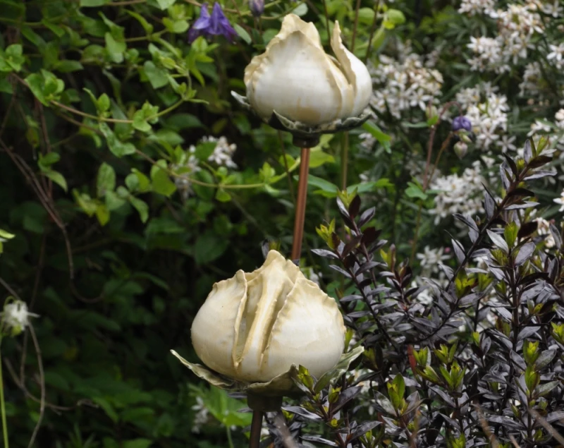 white rosebuds