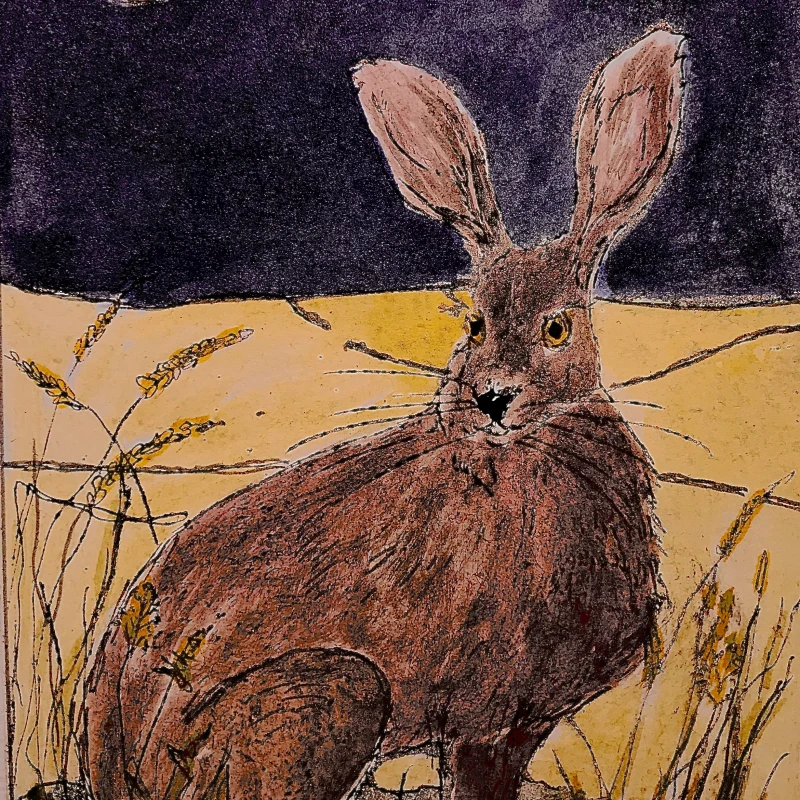 Hare in Corn Field