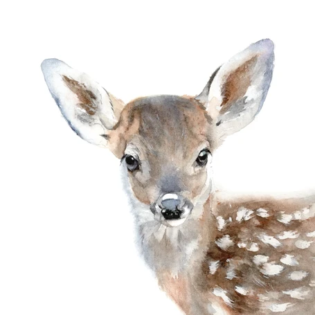 'Baby Dee' Fawn