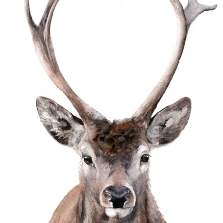 'Buck' Highland Stag