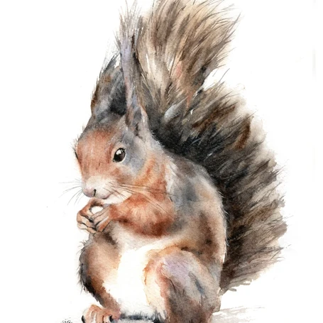 'Connie' Red Squirrel