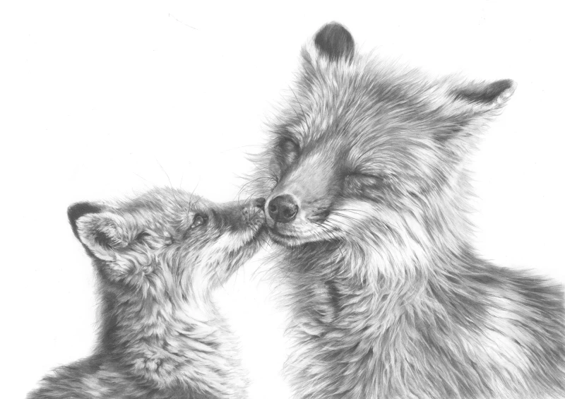 'Fox Kiss' Pencil Fine Art Print