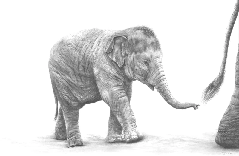 'Keep up' - Elephant Fine Art Print