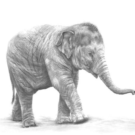 'Keep up' - Elephant Fine Art Print
